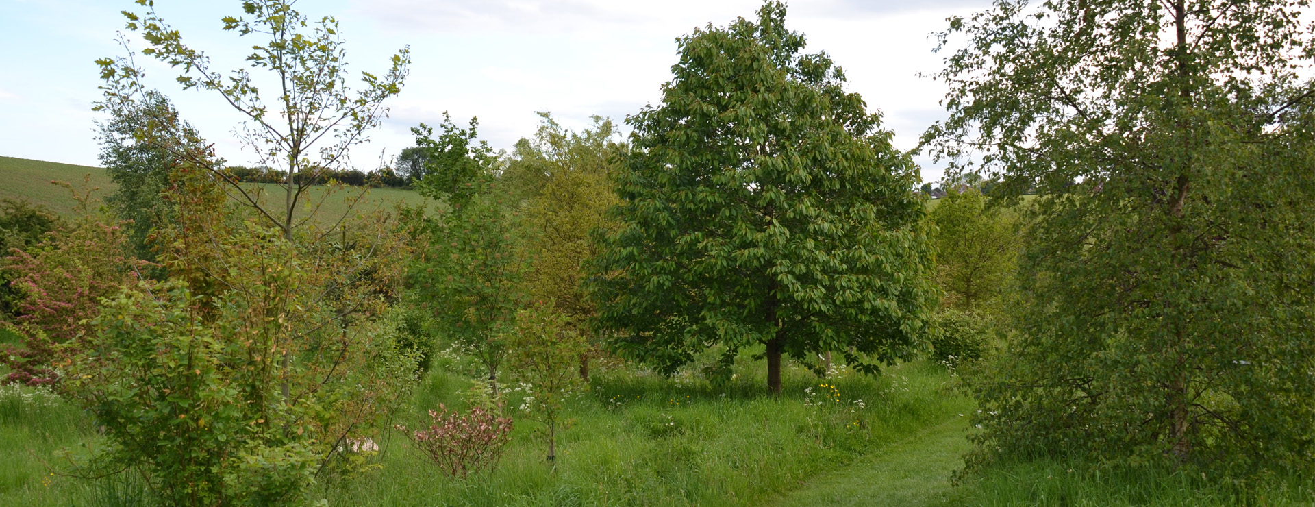 Natural Burials Sheffield - Green Eco-Funerals | Peace Funerals